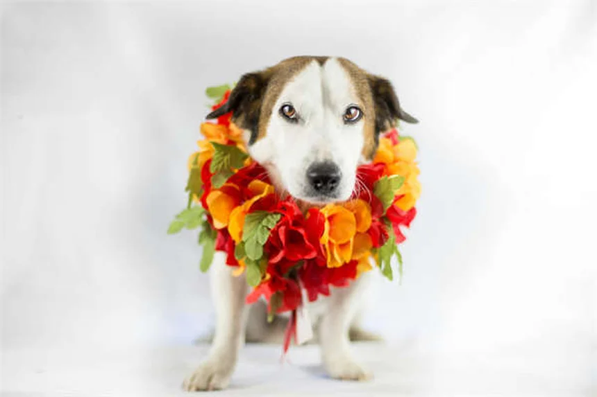 犬猫の行動問題に効くClomicalm（クロミプラミン）の効果と正しい使い方