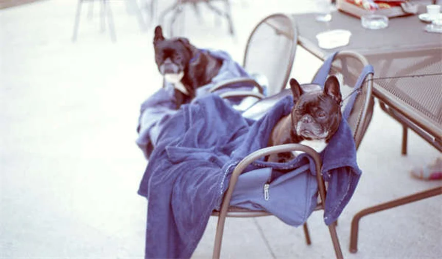 犬のおもちゃの安全基準｜BPAフリー表示の真実と選び方5つのポイント